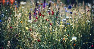 Descubre la relevancia de las plantas medicinales y sus beneficios 2